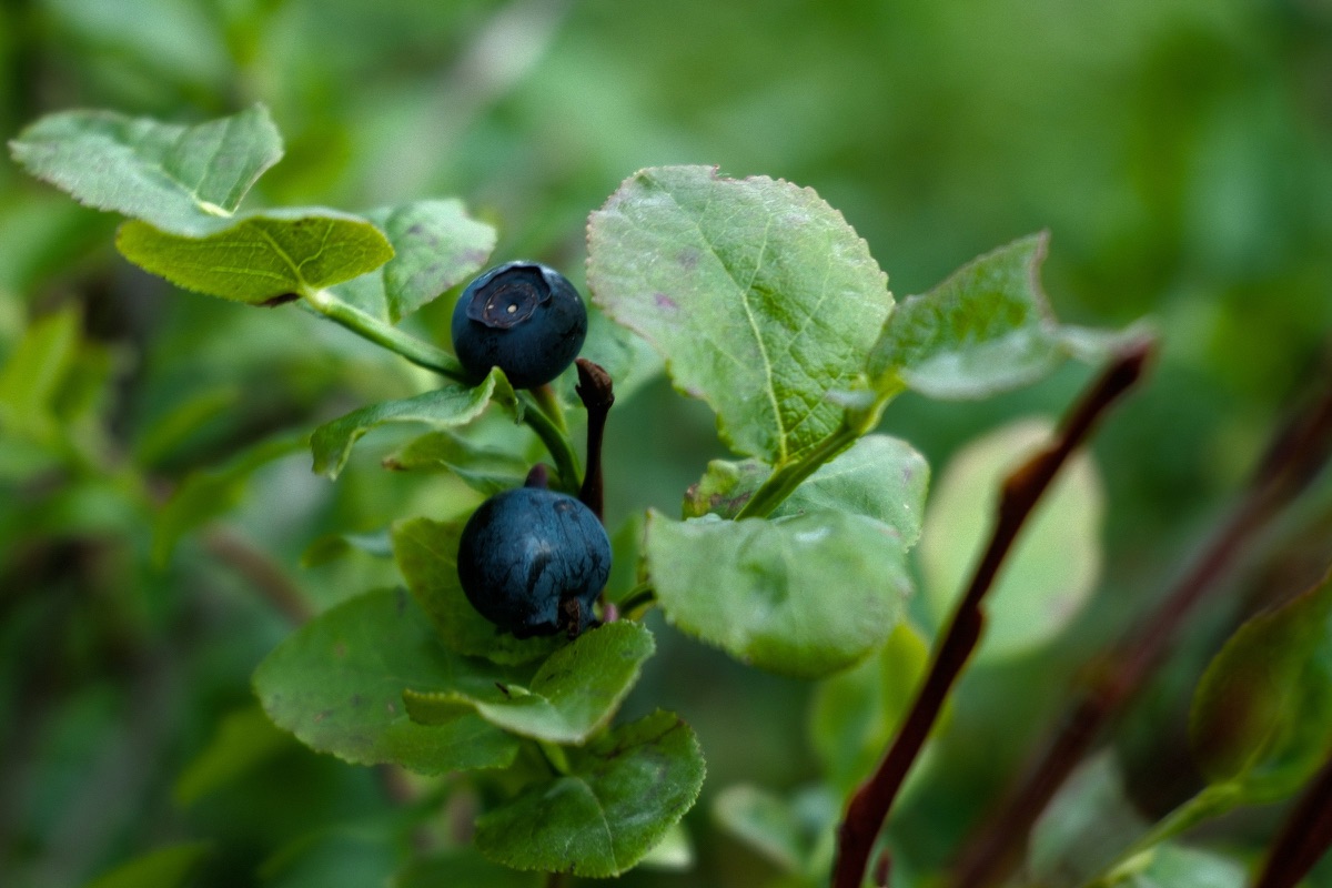Zwei reife Heidelbeeren an einem Zweig im schwedischen Wald