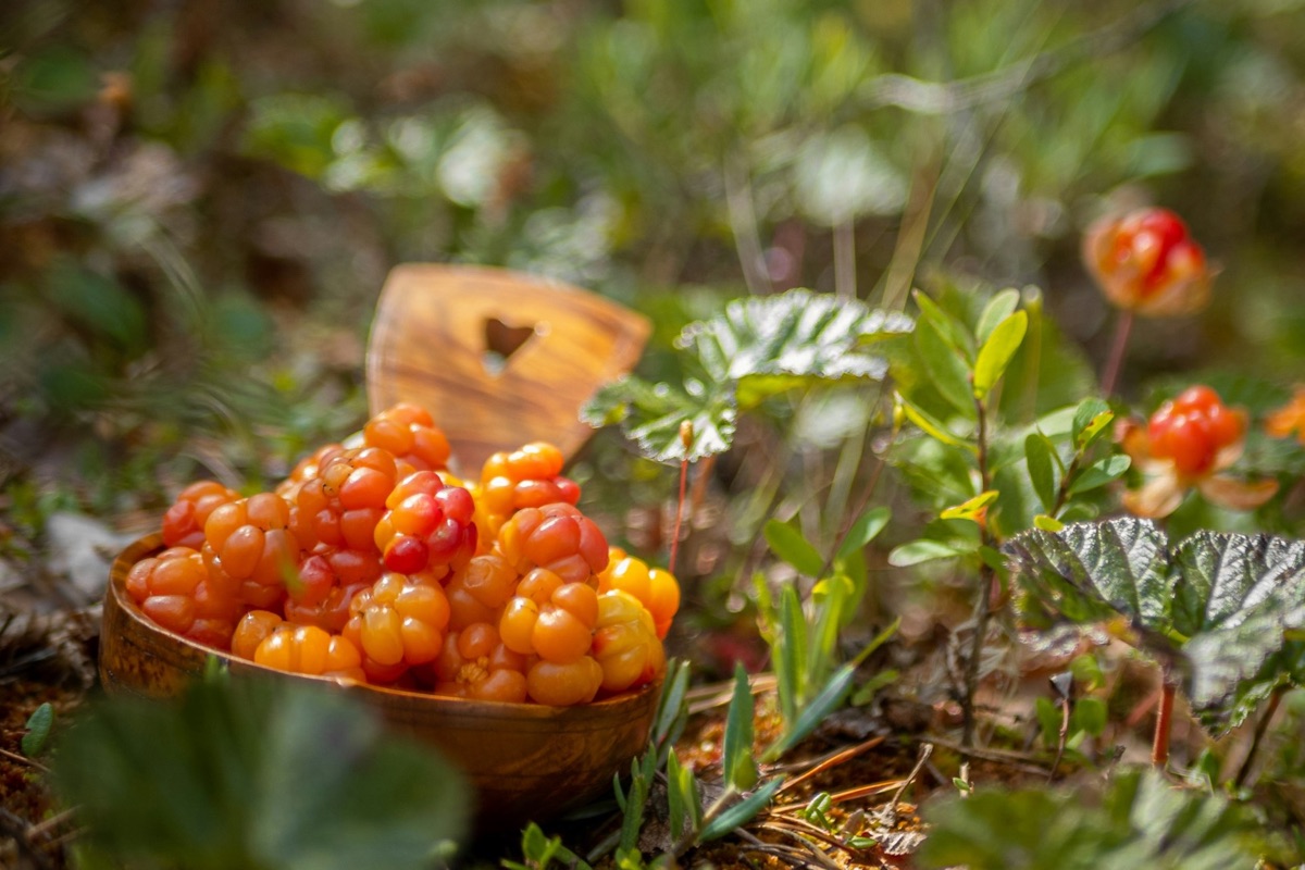 Eine Schüssel mit frisch gepflückten Moltebeeren im Gras