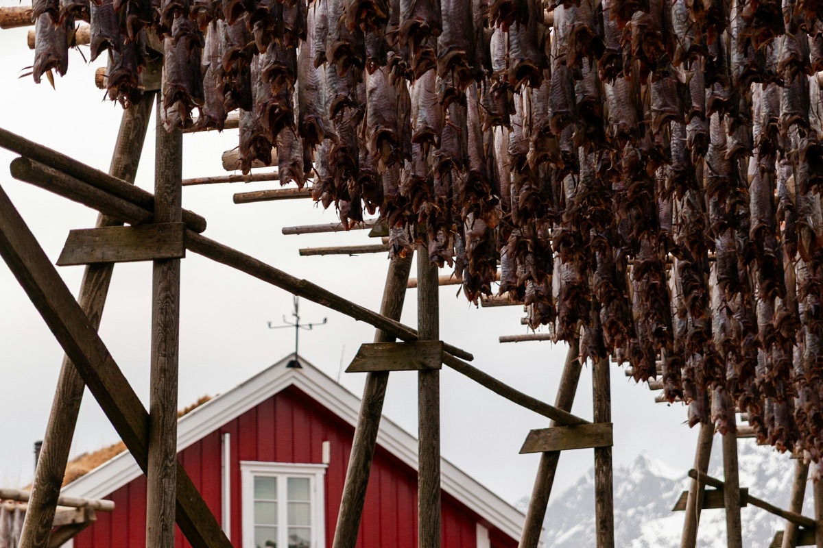 Getrockneter Fisch hängt auf einem Holzgestell vor einem roten Haus auf den Lofoten